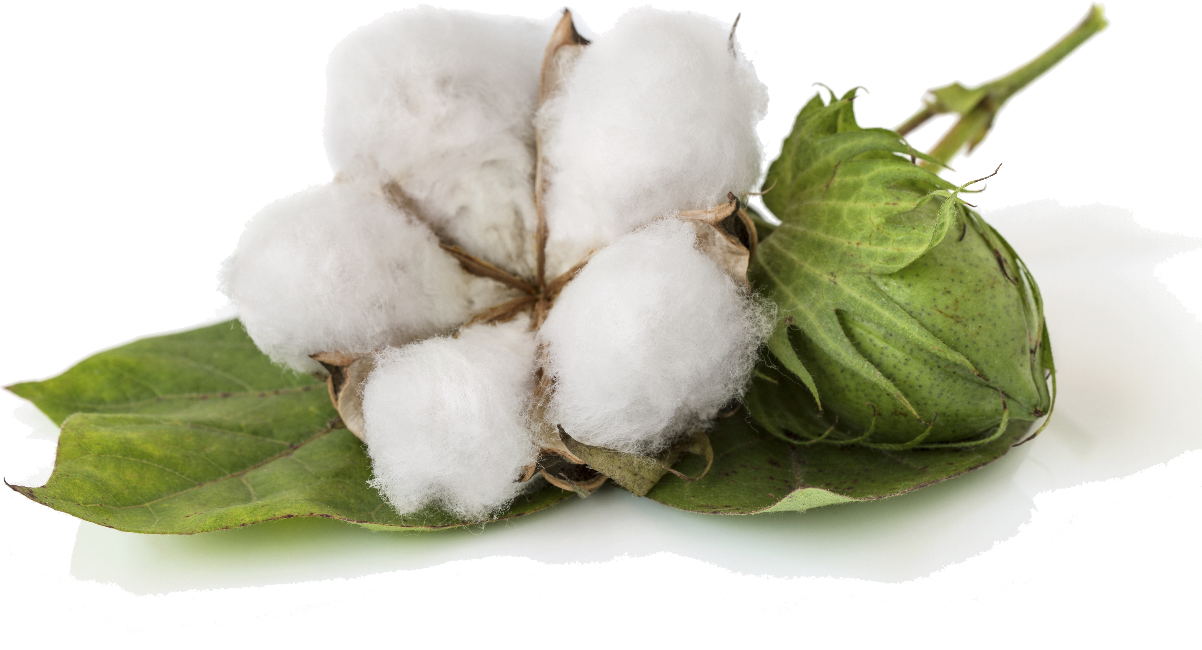 Bolsas cotton. Bolsas de Algodón
